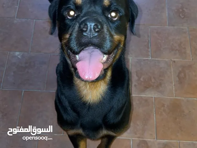 روتوايلر أليف بيور