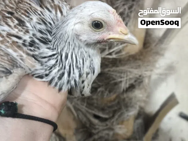 فروجات دندراوي قطعتين