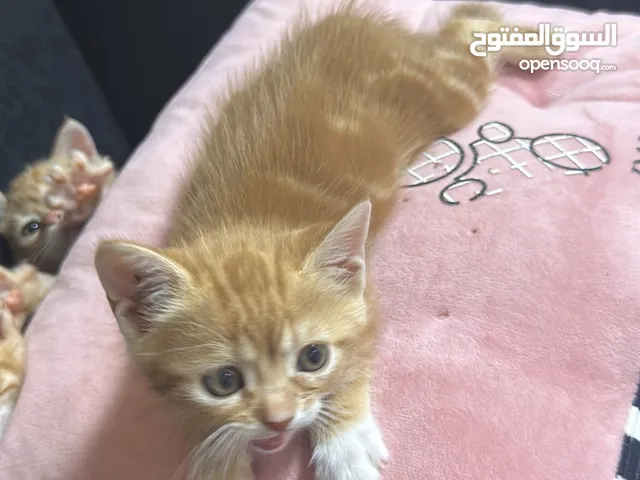 القطة الكبيرة عمرها سنة شيرازي ولاطفال مش شيرازي