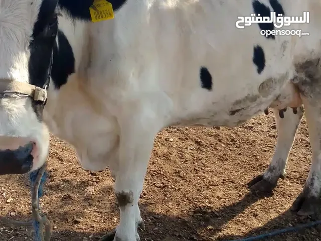 بقره للبيع فيها حليب 14 كيلو واحسن