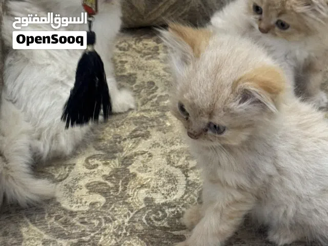 للبيع قطط شيرازي العمر شهرين 600