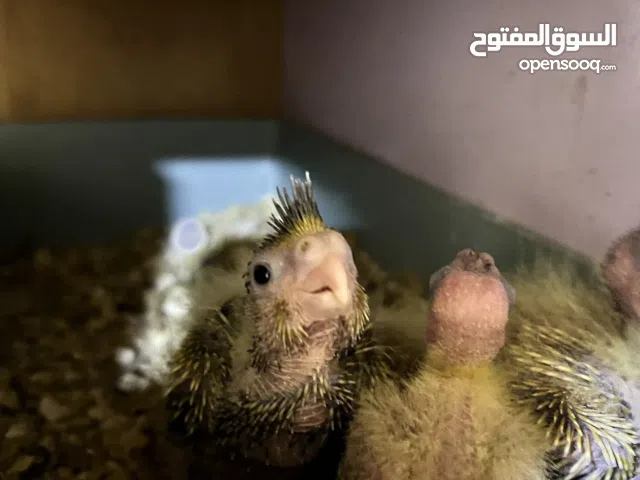 يتوفر افراخ كوكتيل جاهزات للزق تك 30 كلهن 75