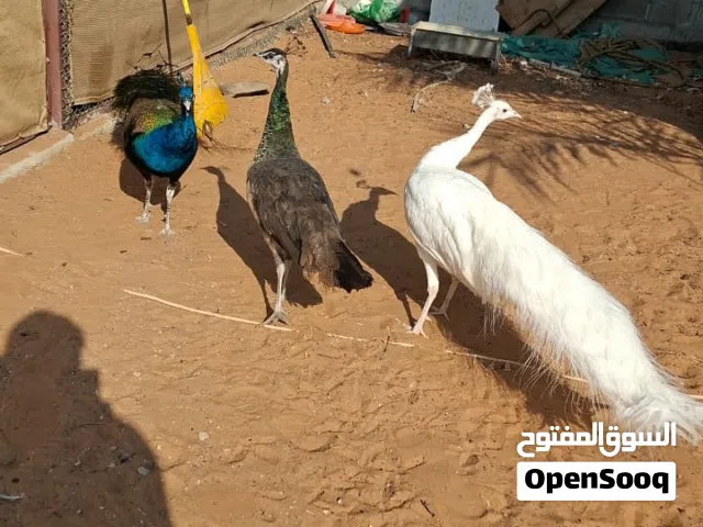 طاووس للبيع