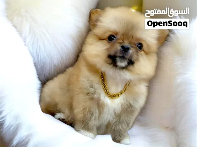 احلا بنوته بومرينيان عمر 45 يوم
