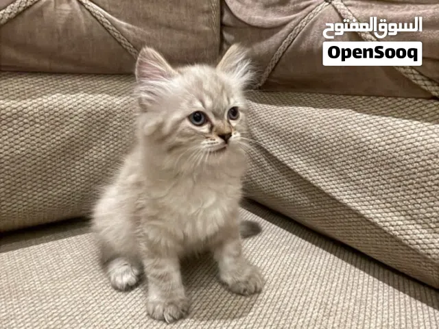 قطط للبيع بسعر ثلاثين