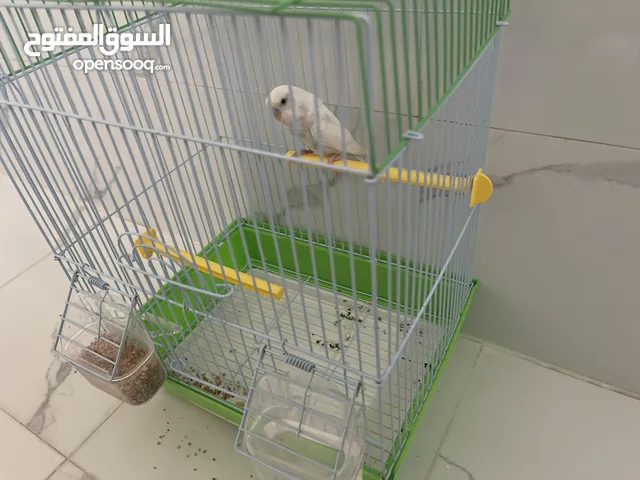 عصفور ابيض اليف