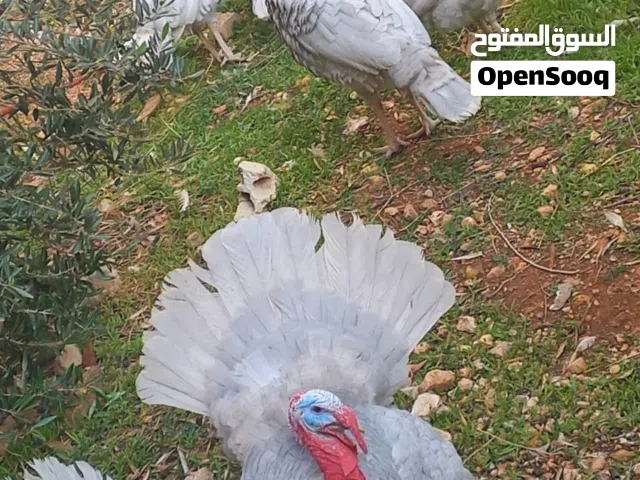 متوفر طقم حبش المنيوم البزره الاصليه عمر 8 شهور ع وجه شغل  للاستفسار