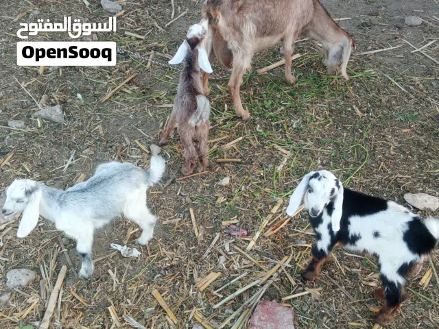 من احلى البهائم