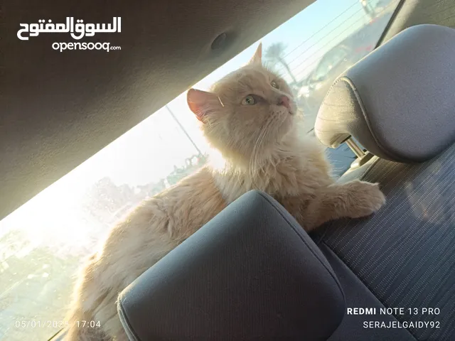 قطوس منزلي شيرازي جامبو
