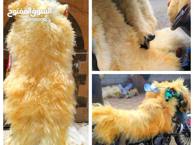 عرض حصري ولمدة محدودة فرشات فرو طبيعي درجه اولى