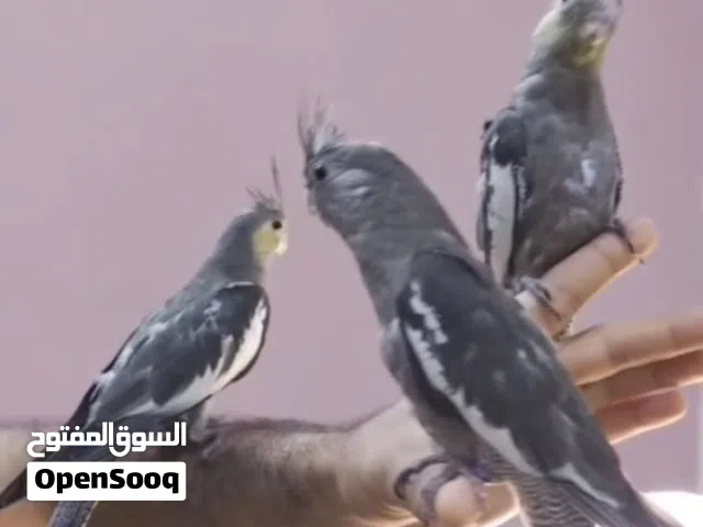 كوكتيلات اليفات طفره الباستيل فيس انتاج عراقي للبيع