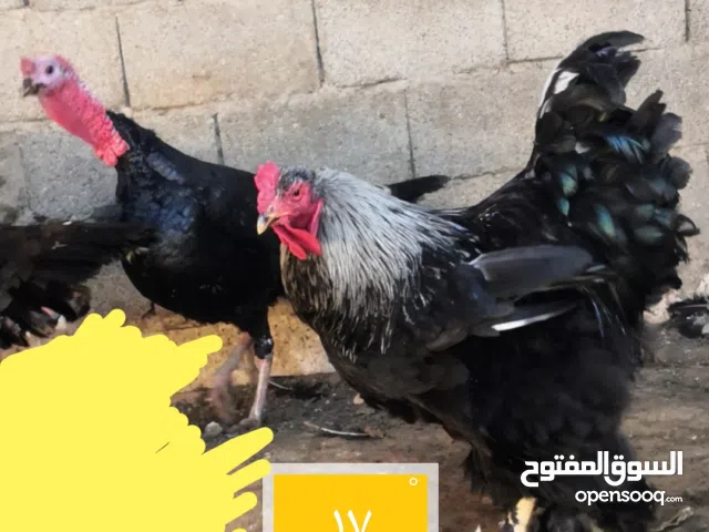 فروج براهما للبيع
