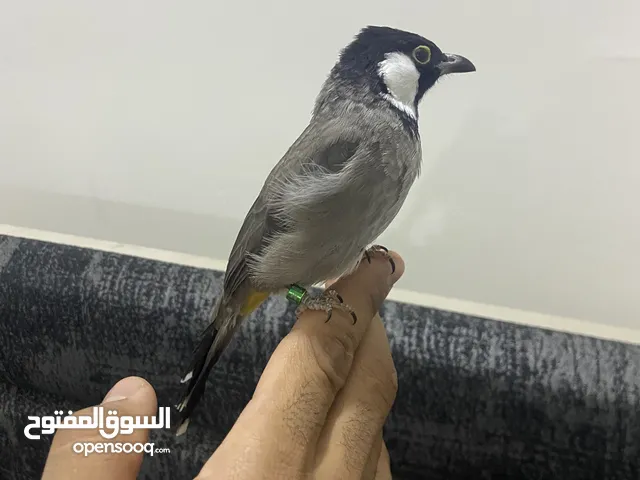 بلبل اليف طينه