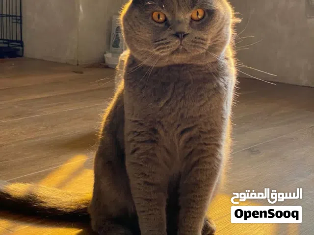 سكوتش فولد عمر سنة للبيع مع كامل اغراضه