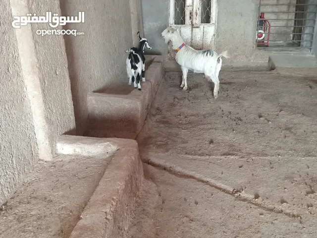 صخلة وراها توم صخال لها والده 30 يوم