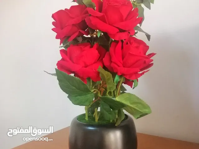 ورد أحمر فاخر للزينة يبان أجججمل من الطبيعي بسعر كزيوني