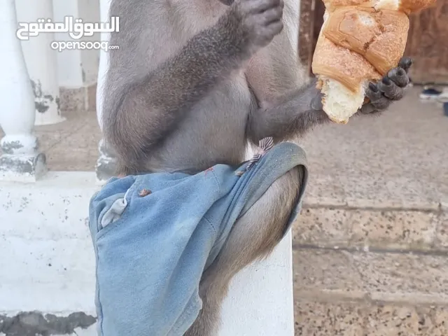 القرد المرموسيت للبيع : القرد القزم للبيع : شمبانزي للبيع : للبيع القرد