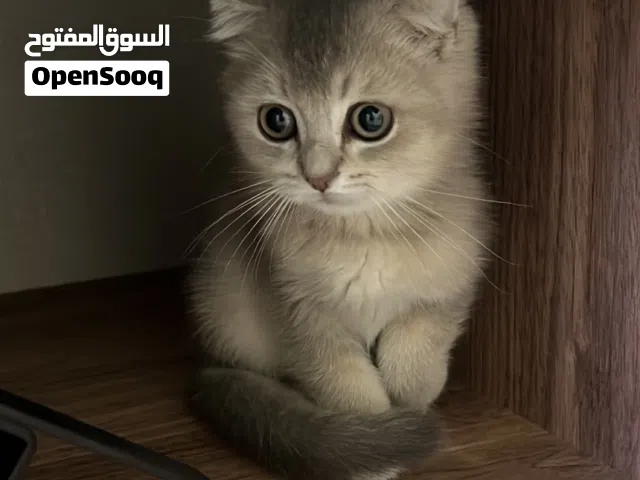 انثى سكوتش فولد بيور هاديه جدا تحب تيلس فالحضن و تلعب العمر شهرين شامل مع اكلها حق اسبوع تفاصيل تحت