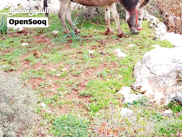 ما شاء الله فحل فوق نخب العمر اربع سنين