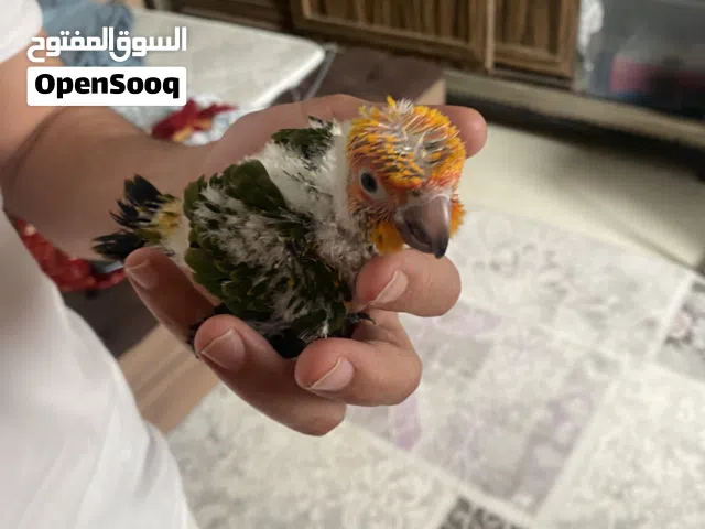 فرخ صن كونيور