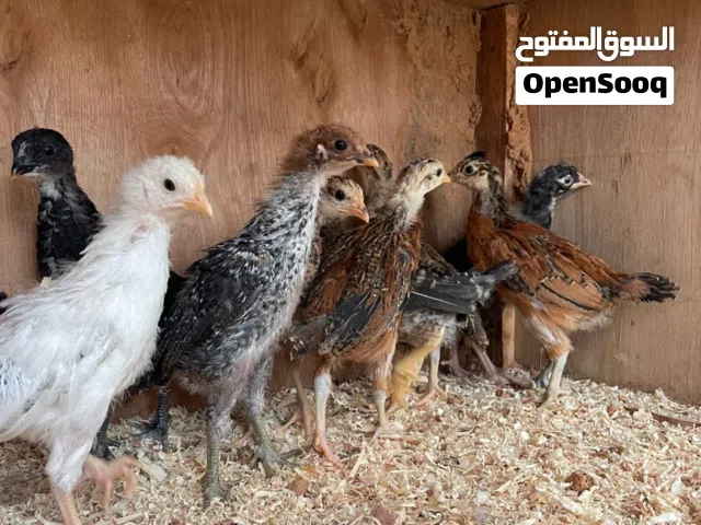 متوفر عتاتيق ربي يبارك