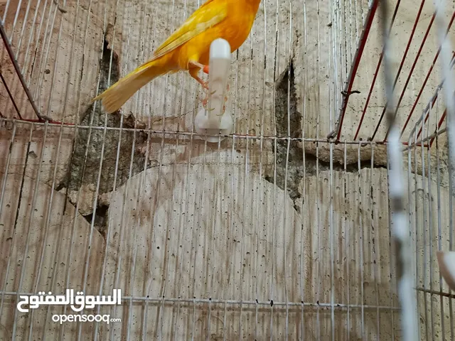 عصفير كنار جزري وابيض