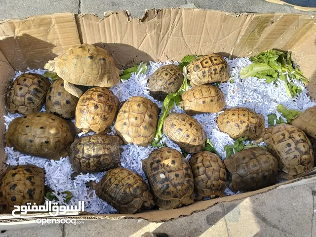سلاحف حجم كبير اناثي للبيض