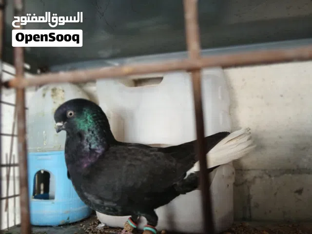حمام جواز للبيع