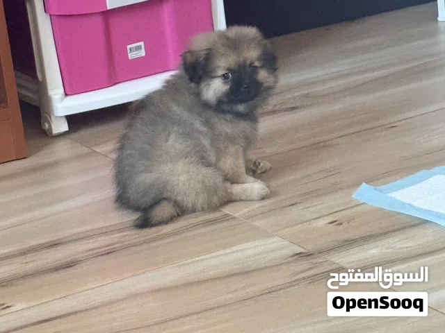 للبيع كلب بوميرانيا