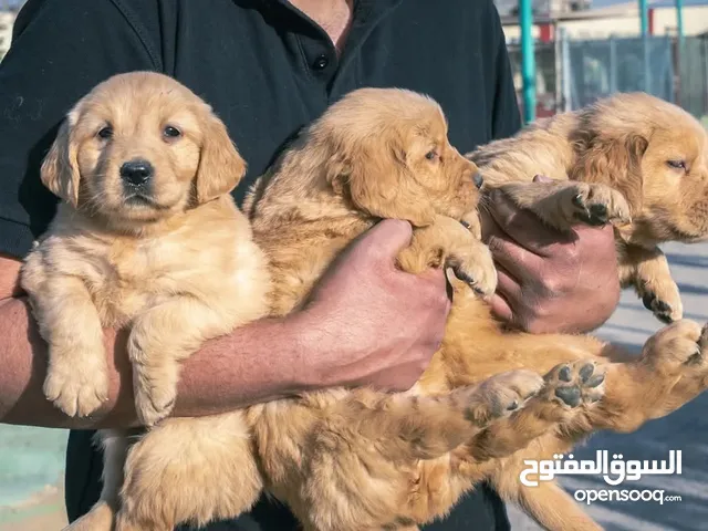 جراء جولدن ريتريفر