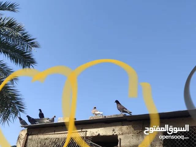 للبيع /حمام زاجل أصلي  وشتلات مستعفل