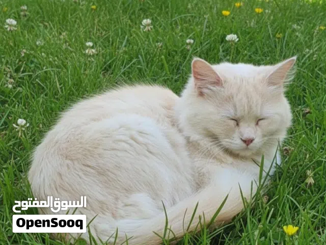 قط شيرازي لطيف للبيع