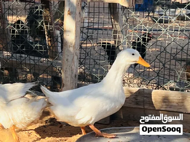 بط للبيع 3 طروف