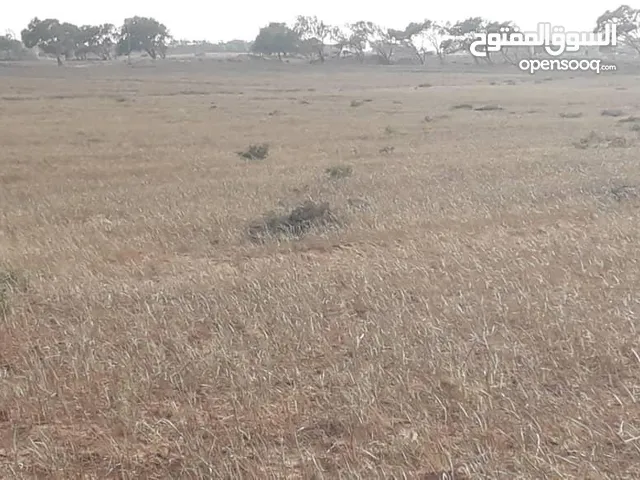  Land for Sale in Sirte Al-Arbaeen
