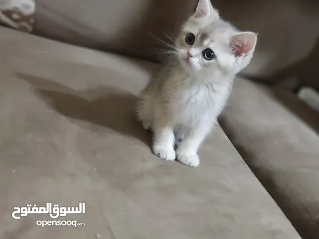 قطه سكوتش ستريت Ny11 تورتيلا العمر 60يوم