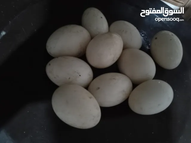 بيض بش عراقي