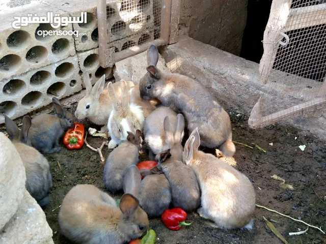 ارنب بلدي وزن 2كيلو