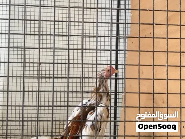 للبيع طير سندي بتشو