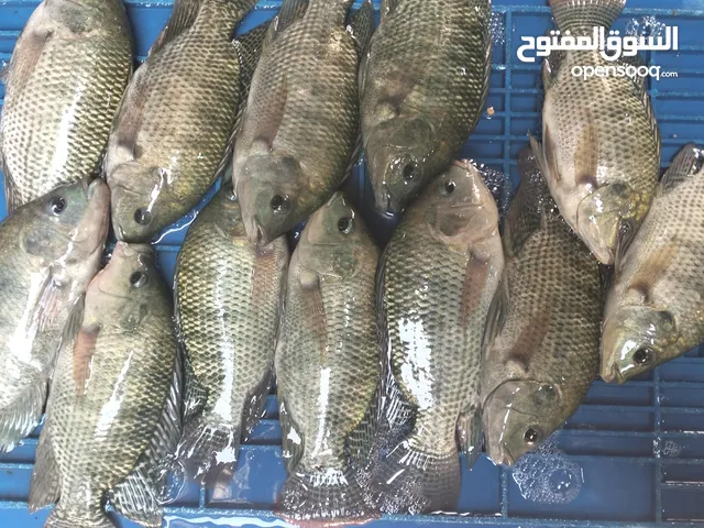عند مزرعه سمك في الرياض