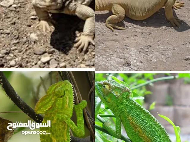 حرباء نوع كامليا يوجد احجام غير مؤذيه اليفه ولطيفه جدا ويوجد (ضب)