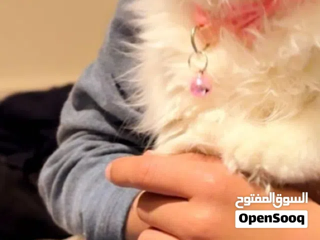 قطه البيع النوع مكس