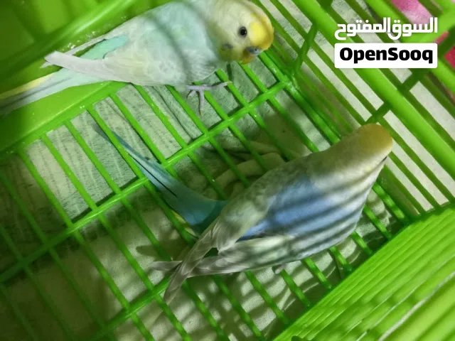 عصافير بادجي شغاله رينبوهات