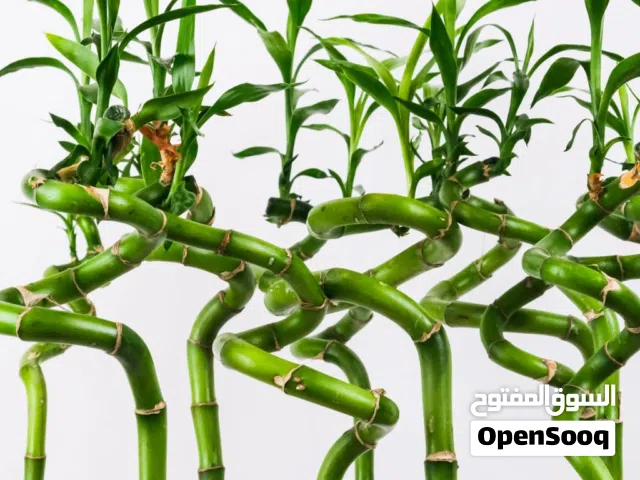 جميع اشجار زينه