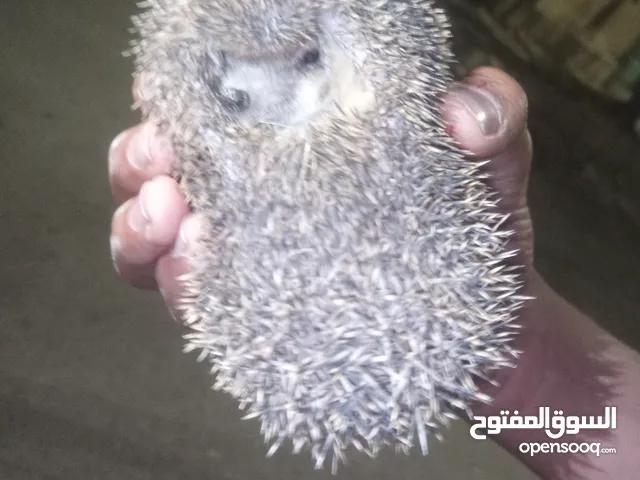 قنفذ اليف للبيع