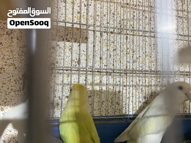 جوز ربي ايبارك للبيع أو تبديل بي ديك براهما
