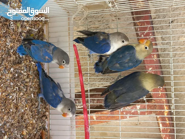 أنثى فيشر بفروخها