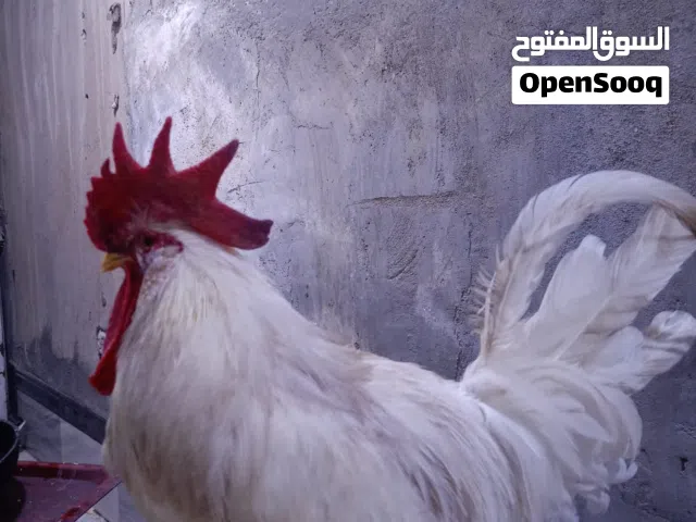ديج ابيض عربي اقرا الوصف