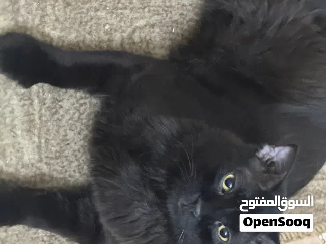 Black Persian male cat available for free adoption