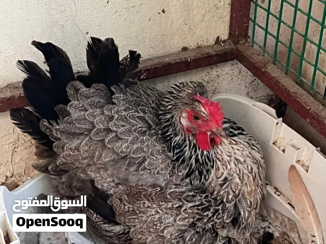دجاج كويتي نظيف ا