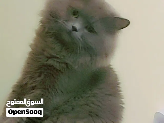 Premium Quality British Persian Male Cat for Sale (with Pet Passport)